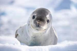 antarctica, falkland islands, south georgia photo tour 3