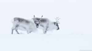 svalbard winter photo tour 3