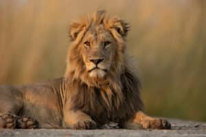 botswana duba plains photo tour 7