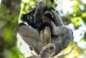 Madagascar Lemur Photography Tour