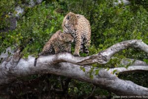 brazil wildlife of the pantanal 5