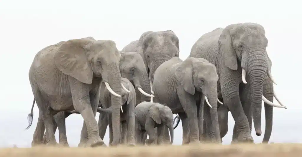 best photography tours safari
