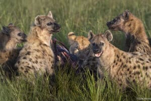 kenya masai mara photo tour oryx photo tours 15