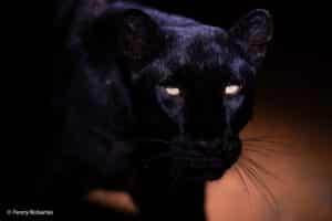 black leopard photography tours 17