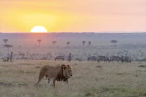 mara conservancies safari 16