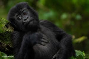 rwanda photo safari 4