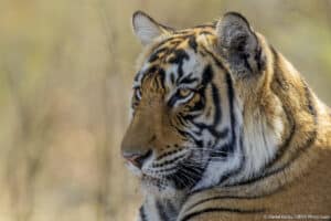 india tiger safari photo tour 2