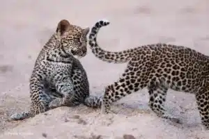 malamala leopard photography safari