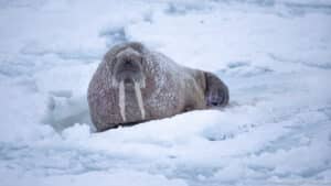 svalbard photo tour 6
