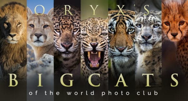 big cats banner fnl 600x323