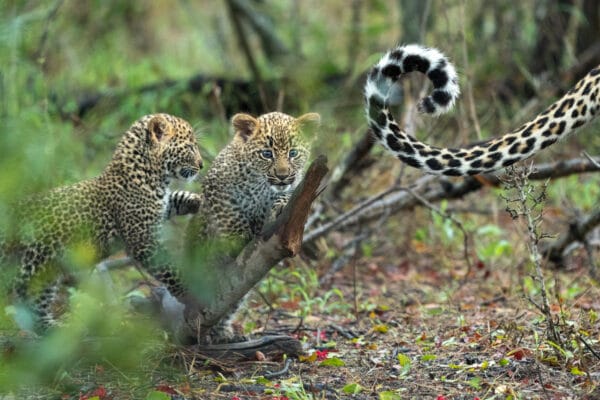 malamala safari 600x400