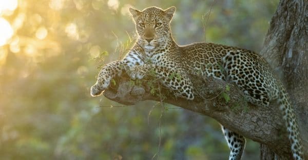 south luangwa photo safari tour 2 600x312