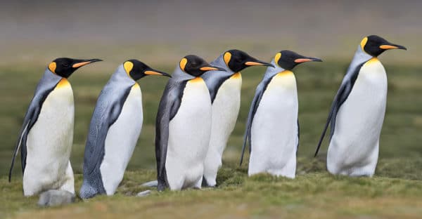 antarctica photography tour video 1 600x312