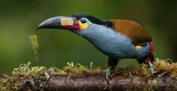 ecuador amazon photo tour 600x311