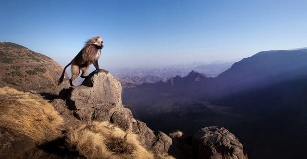 ethiopia photo tour gelada 600x311
