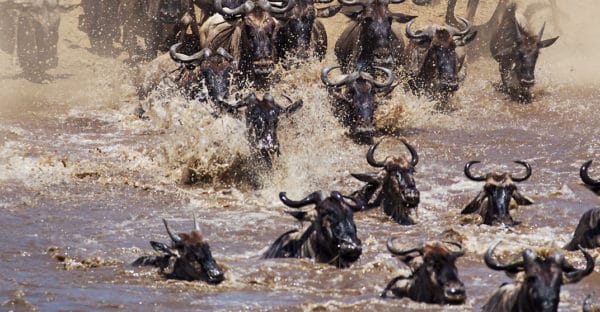 kenya photo safari video 1 600x312