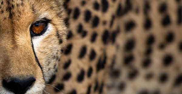 kenya photo tour 12 600x311