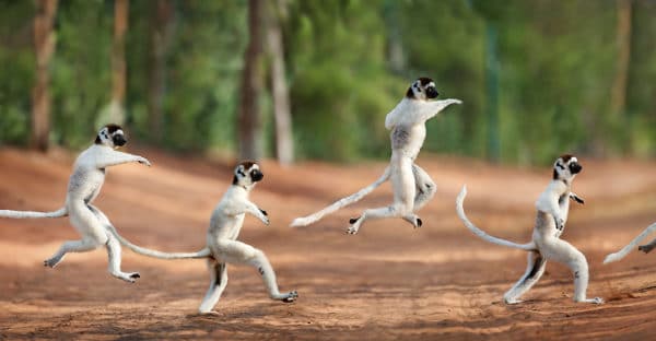 madagascar photo tour video 1 600x312