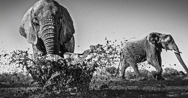 mashatu photo safari video 1 600x312