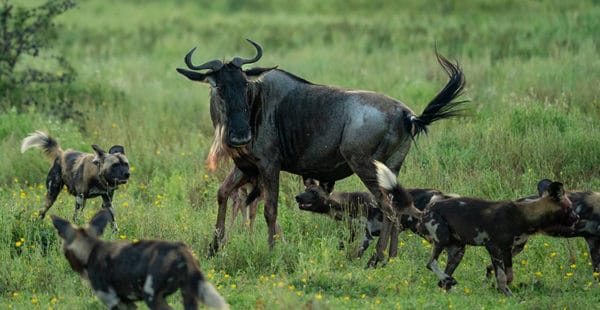 tanzania safari video cover 600x310
