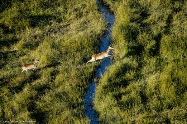 botswana 2021 15 600x400