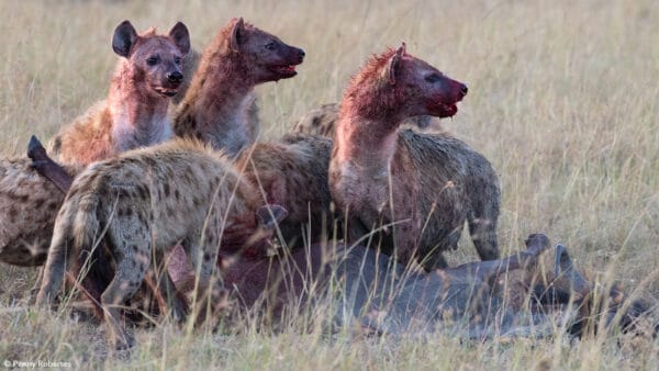 kenya masai mara 600x338