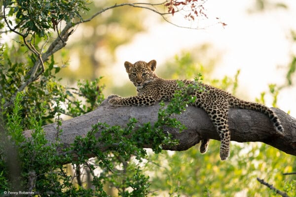 lopard cub 600x400