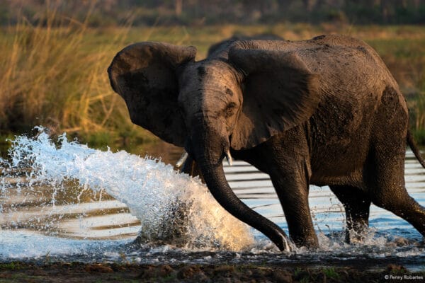 okavango delta safari 600x400