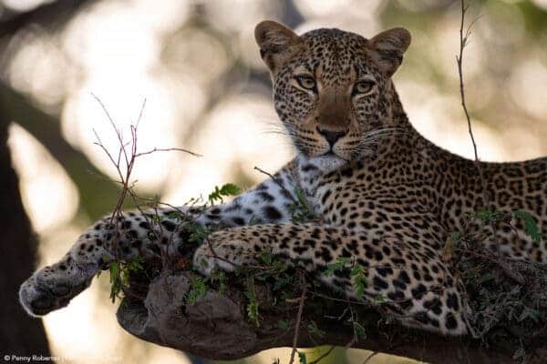 south luangwa 600x400