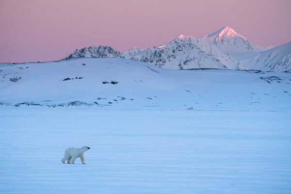 svalbard photo expedition 600x401