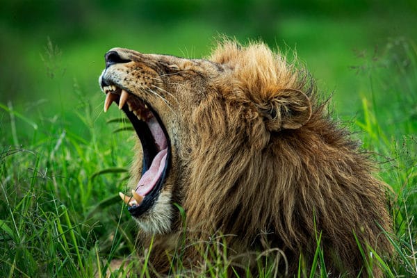 kenya photo tour 600x400