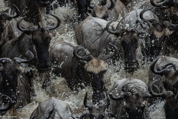serengeti photo safari 600x400