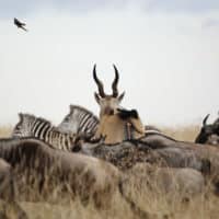 masai mara photosafari 200x200