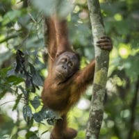borneo photography tour3 200x200